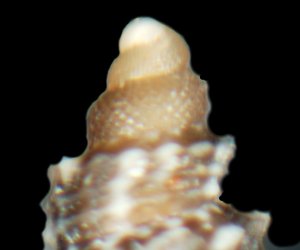 Raphitoma1